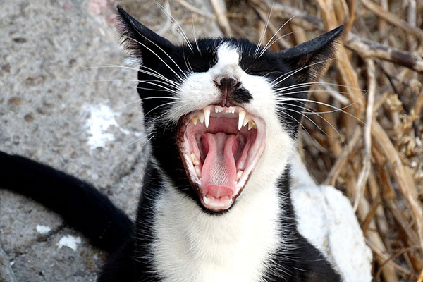 Гръцка котка
