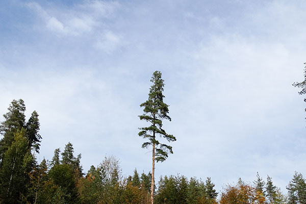 Единак