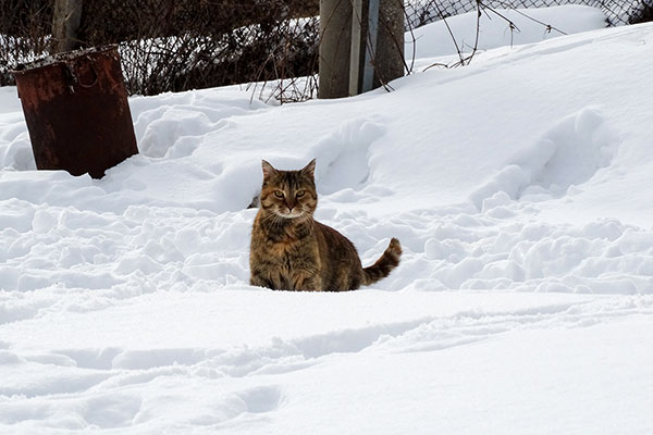 Любопитен котарак