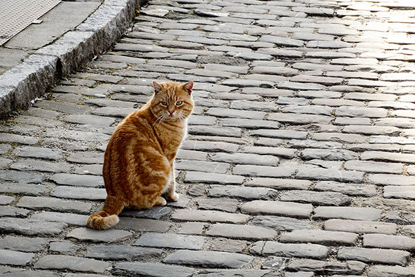 Котарак в Трявна