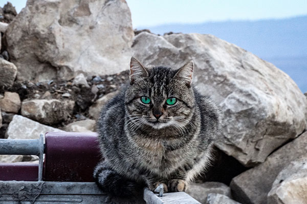 Котарак в Арбанаси