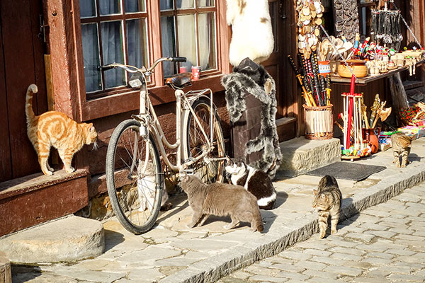 Котараците в Трявна