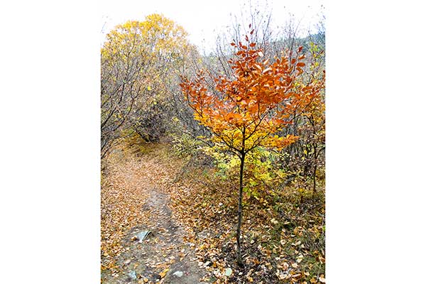 По пътеката за параклис Свети Георги, Ковачевица