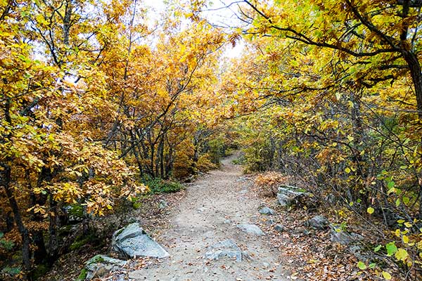 По пътеката за параклис Свети Георги, Ковачевица