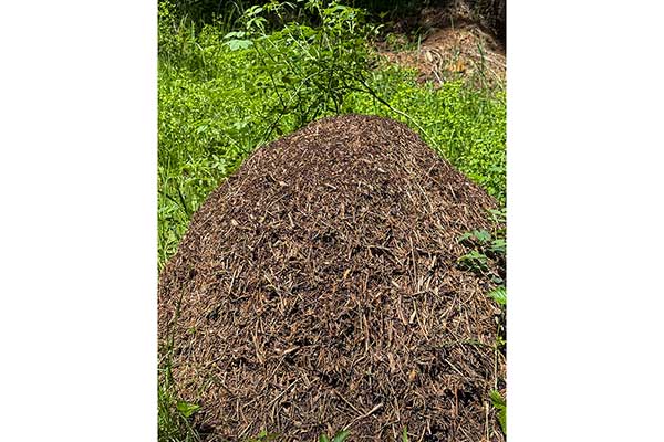 Екопътека Зорница, село Маджаре